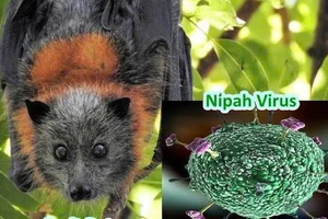 TP.HCM chủ động phòng, chống nguy cơ virus Nipah xâm nhập