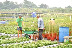 TP.HCM sẽ đào tạo 1.680 lao động nông thôn theo mô hình 'nông dân số'