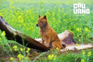 Cậu Vàng tung trailer chính thức hé lộ nhiều tình huống mới lạ