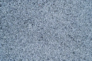 Hơn 100.000 con cá chết tràn ra bờ biển Pháp. Ảnh: SEA SHEPHERD