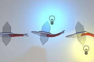 Ý tưởng cá lai sinh học được tạo từ tế bào cơ tim người (phần đuôi màu đỏ). Ảnh: MICHAEL ROSNACH/KEEL YONG LEE/SUNG-JIN PARK/KEVIN KIT PARKER