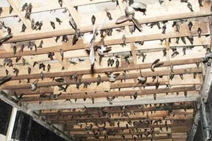 Phát âm thanh dẫn dụ chim yến quá to: Phạt đến 10 triệu đồng