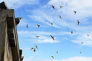 Tiếng ồn từ loa dụ chim yến: Ồn cỡ nào thì bị xử phạt?