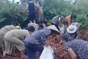 Lý và tình vụ "hôi trái vải" ở Hà Nội