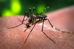 Người nước ngoài nhiễm virus Zika sau khi du lịch ở Việt Nam
