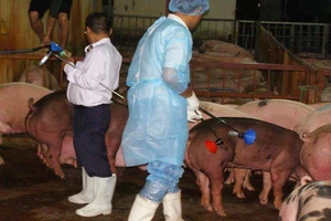 Heo nhiễm chất cấm vào TP.HCM giảm đáng kể