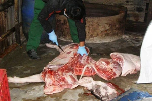 Năm 2016,Chi cục Thú y TP.HCM nhận 75 phản ánh thịt bẩn