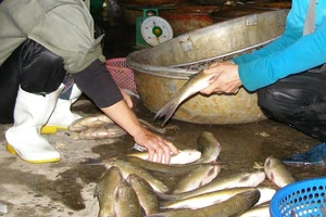 Tỉ lệ thịt tươi, rau, củ quả chứa chất cấm giảm