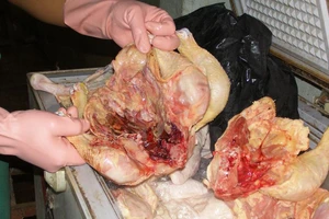 Vũng Tàu và TP.HCM có nhiều mẫu thịt bị nhiễm vi sinh