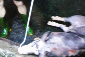 21 con heo "dính" thuốc an thần bị lén lút mang giết mổ