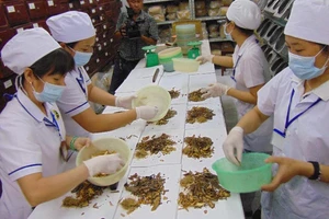 Người nước ngoài muốn được đào tạo về y học cổ truyền