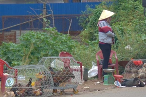 Gọi 0938060869 khi nghi ngờ mắc cúm gia cầm