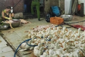 Mổ vịt lậu 'ngon ăn', bị 'vịn' 2 lần vẫn không chừa 