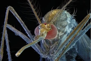 'Muỗi quý tộc' hăm he 'đốt' dân TP.HCM