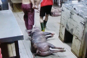 5.000 con heo nghi bị tiêm thuốc an thần trong lò mổ