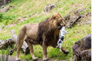 Bác tin Thảo Cầm Viên mua chó chạy rông cho sư tử ăn