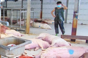 Tiếp tục “truy” trách nhiệm của thú y TP.HCM