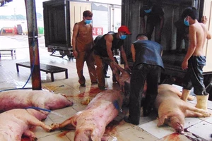 Thông tin mới nhất vụ heo 'dính' thuốc an thần 
