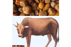 Thực hư sỏi mật trâu, bò trị bách bệnh?