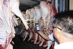 Ban QL An toàn thực phẩm xung phong đeo vòng cho heo