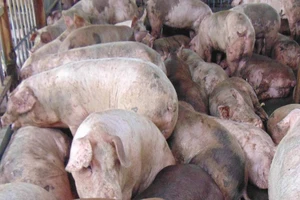 Lại phát hiện 63 con heo 'dính' thuốc an thần