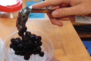 Trà sữa: Mối nguy tiềm ẩn!