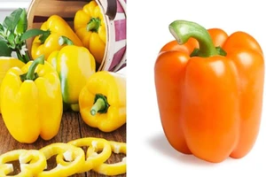 Ớt chuông ngọt, sản phẩm mới lạ tại Hội chợ xanh 2018