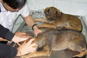 Ở TP.HCM, dân quận 6 bị chó, mèo cắn nhiều nhất