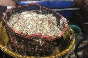 Phạt một cơ sở sản xuất bắp chuối bào ngâm hóa chất