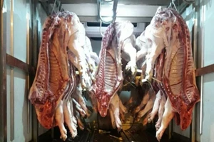 Heo lở mồm long móng 'canh me' vào TP.HCM