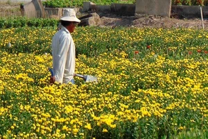 Sau cơn bão số 9, người trồng bông tết tươi như hoa