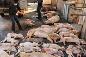 Cần bố trí điểm chôn heo bị bệnh dịch tả heo châu Phi