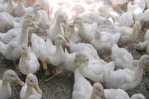 Tuồn 600 con vịt 'dính' cúm gia cầm vào TP.HCM tiêu thụ