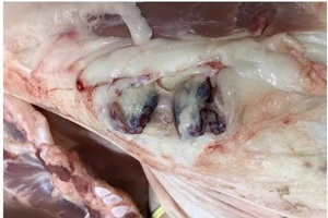 Thịt heo lở mồm long móng liên tục vào chợ đầu mối Bình Điền