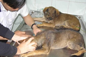 Gần 500 người bị chó chạy rông và chó dại cắn