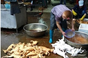 Ban Quản lý An toàn thực phẩm TP.HCM khuyên không ăn thịt chó