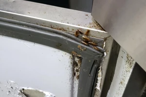 Gián làm tổ trong tủ bảo quản thức ăn