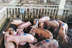 Người bán thịt heo bị viêm màng não