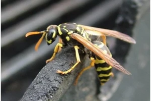 Nhồi máu cơ tim do bị ong vò vẽ tấn công lúc đang làm rẫy