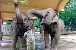 Thảo Cầm Viên SG: Bớt tiền lương mua thức ăn cho thú nuôi 