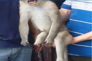 Người bị khỉ cắn nên chích ngừa dại và uốn ván 