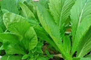 Cách giúp trẻ ăn rau lá