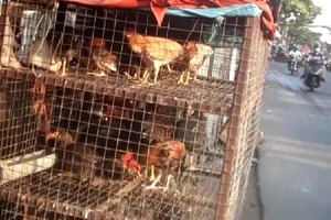 TP.HCM: Gà không nguồn gốc bán tràn lan