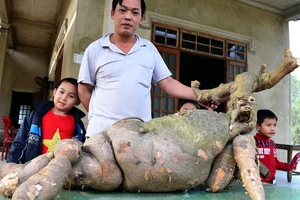Củ sắn hình dạng như con hươu nặng 42 Kg
