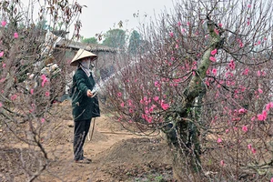 Đào Nhật Tân bung nở trước tết