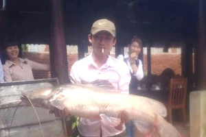 Bắt được cá lăng “khủng” ở hồ Dầu Tiếng 