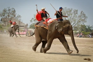 Về Buôn Đôn xem voi đá bóng, chạy đua