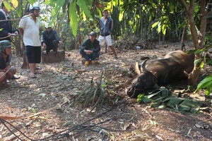 Trâu điên húc 6 người nhập viện