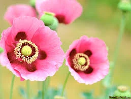 3.000 cây cần sa trong rẫy cà phê