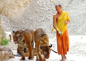 Mặt trái đáng thương của ngôi đền hổ nổi tiếng